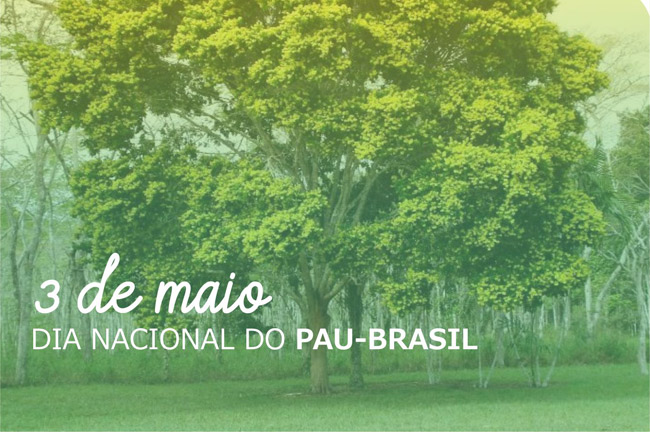 3 de maio: “DIA NACIONAL DO PAU-BRASIL”